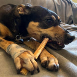12-standard-bully-stick-5437060 - FancyPetTags.com