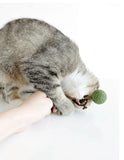 catnip-silvervine-lollipop-7547394 - FancyPetTags.com