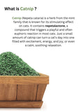 catwant-catnip-4271089 - FancyPetTags.com
