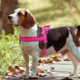 Didog Bi - Directional No Pull Harness - 5: FancyPetTags.com