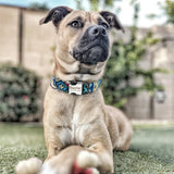 Personalized Collar - 14: FancyPetTags.com