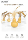 silvervine-gall-fruit-gourd-7998633 - FancyPetTags.com