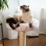 the-blush-perch-1-level-cat-tree-1124974 - FancyPetTags.com