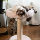 the-blush-perch-1-level-cat-tree-2874703 - FancyPetTags.com