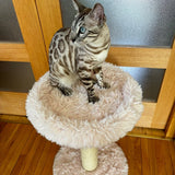 the-blush-perch-1-level-cat-tree-5568374 - FancyPetTags.com