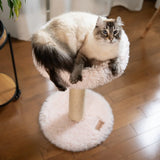 the-blush-perch-1-level-cat-tree-8961681 - FancyPetTags.com