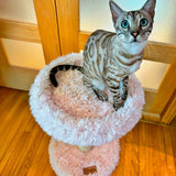 the-blush-perch-1-level-cat-tree-9498291 - FancyPetTags.com