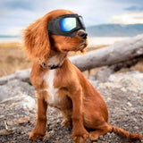 All Season UV Protective Pilot Dog Goggles - 4: FancyPetTags.com