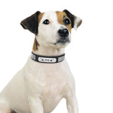 Bling Bling Suede Leather Personalized Collar - www.FancyPetTags.com