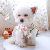 Daisy Lace Pet Dress - 4: FancyPetTags.com