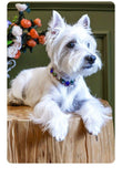Dreamy Luxurious Rhinestones Pet Collar - 8: FancyPetTags.com