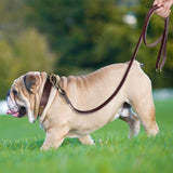 Extra Long Genuine Leather Dog Leash - 5: FancyPetTags.com