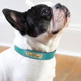 Personalized Genuine Leather Collar FancyPetTags