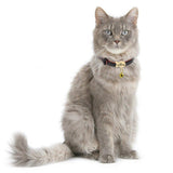 Premium Small Personalized Leather Collar with Bell - 5: FancyPetTags.com