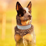 Premium Sparkly Bling Bling Suede Leather Collar - FancyPetTags.com