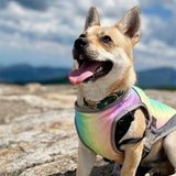 Rainbow Pride Dog Cooling Vest - 4: FancyPetTags.com