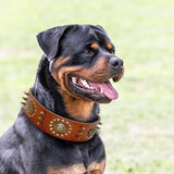 Spiked Studded Big Dog Genuine Leather Collar - 4: FancyPetTags.com