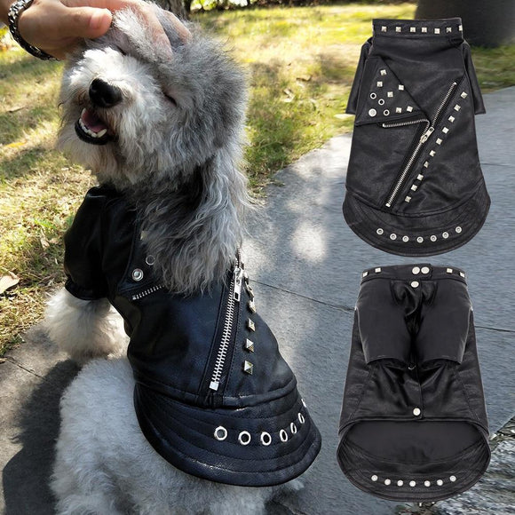 Studded Leather Pet Jacket - 1: www.FancyPetTags.com