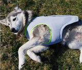 Truelove Pet Cooling No Pull Harness Vest - 4: FancyPetTags.com